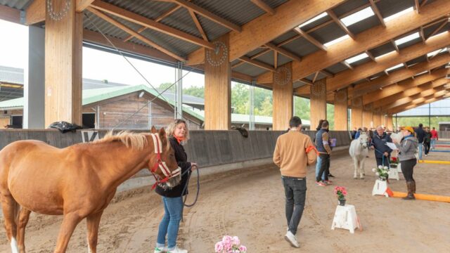Séminaire de cohésion équicoaching Karine Menegatti Essonne Yvelines