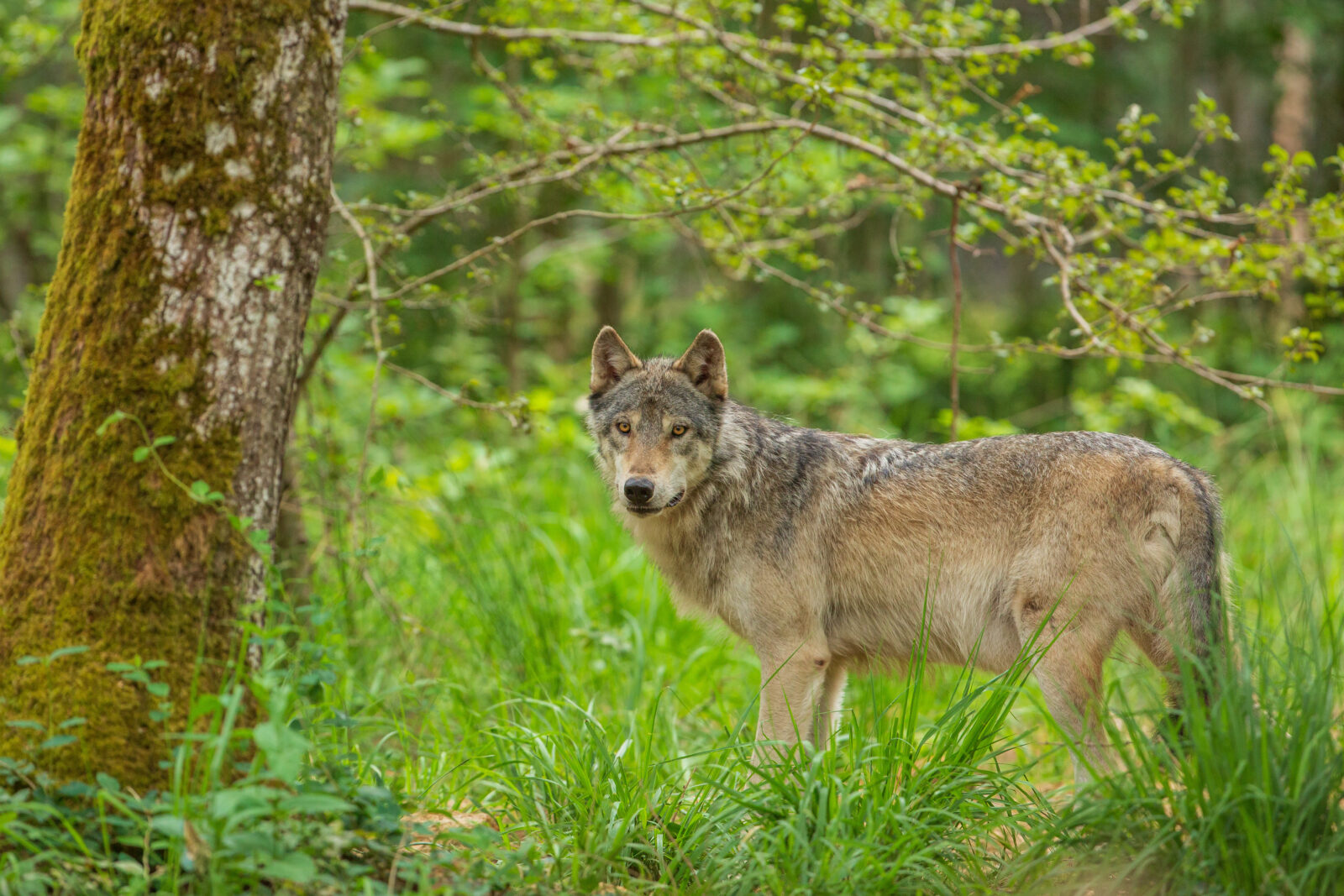 Loup Espace Rambouillet