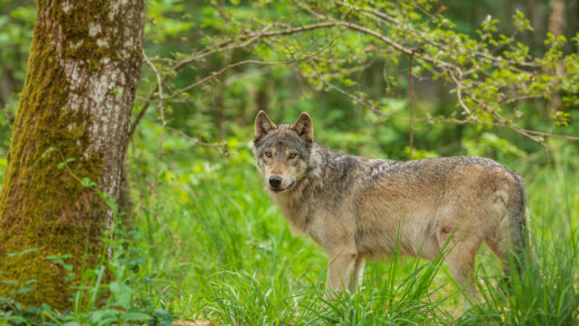 Loup Espace Rambouillet