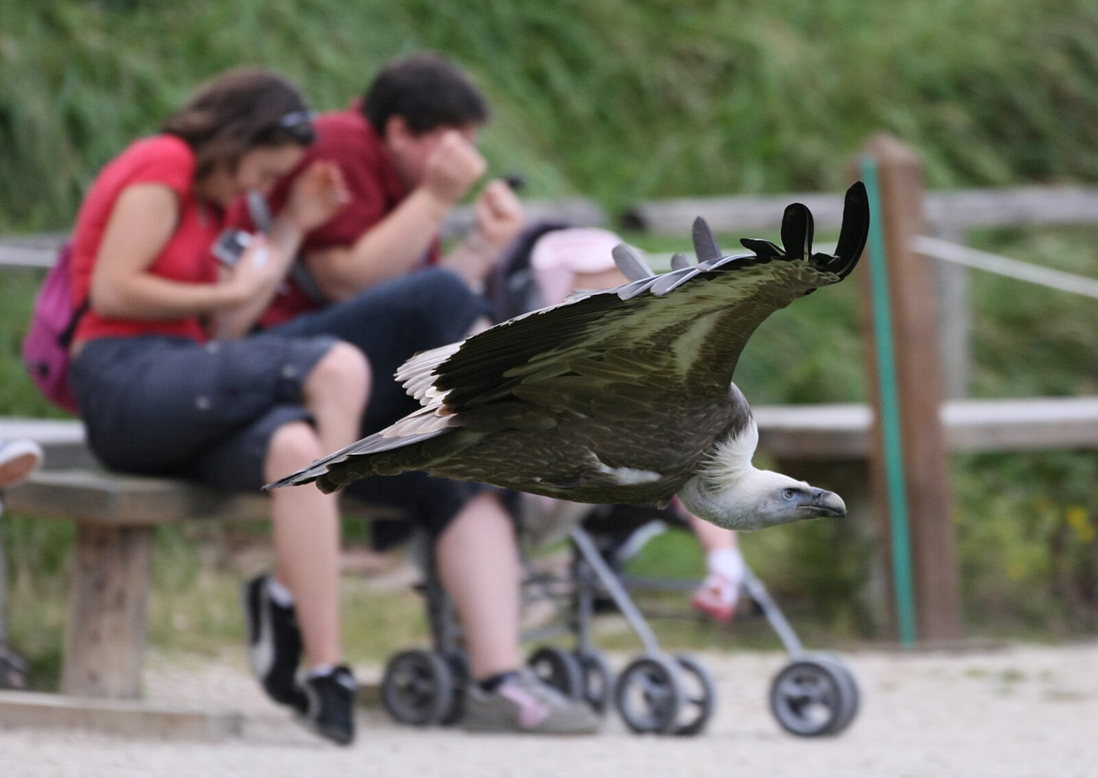 Rapace Espace Rambouillet