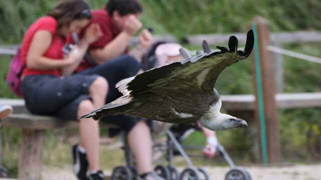 Rapace Espace Rambouillet