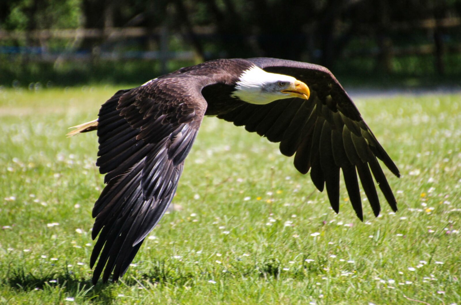 Rapace Espace Rambouillet