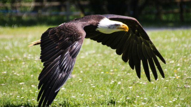 Rapace Espace Rambouillet